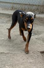 CANUTO, Hund, Pinscher -Mix in Spanien