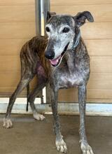 BLANCANIEVES, Hund, Galgo in Spanien