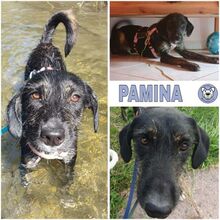 PAMINA, Hund, Mischlingshund in Eichenau