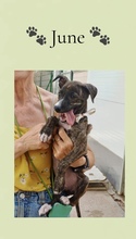 JUNE, Hund, Galgo in Spanien