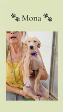 MONA, Hund, Galgo Español in Spanien