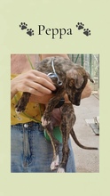 PEPPA, Hund, Galgo Español in Spanien