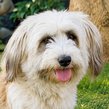 MALANA, Hund, Bearded Collie-Mix in Lauf