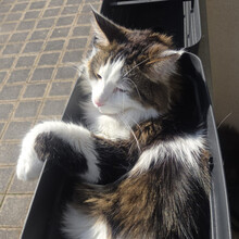 LUTZ, Katze, Maine Coon in Lauf