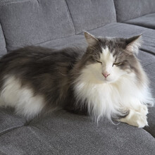 MR JINGLES, Katze, Maine Coon in Lauf
