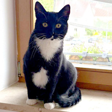 LUNA, Katze, Europäisch Kurzhaar in Lauf