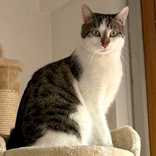 POLLY, Katze, Europäisch Kurzhaar in Lauf
