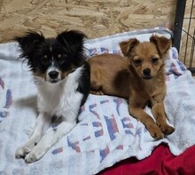 MINNIE, Hund, Mischlingshund in Rumänien