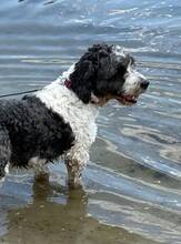 BUTCH, Hund, Mischlingshund in Bochum