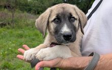 FLO, Hund, Herdenschutzhund-Mix in Barsinghausen