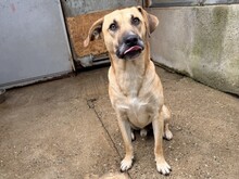 FREKI, Hund, Mischlingshund in Rumänien
