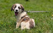 RICO, Hund, Herdenschutzhund-Mix in Barsinghausen