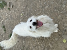 IVALO, Hund, Mischlingshund in Rumänien