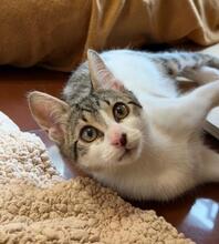 SISCO, Katze, Europäisch Kurzhaar in Bulgarien