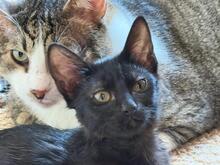 SISI, Katze, Europäisch Kurzhaar in Bulgarien