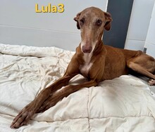 LULA3, Hund, Galgo Español in Spanien