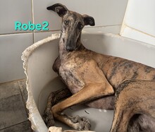 ROBE2, Hund, Galgo Español in Spanien