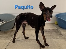 PAQUITO, Hund, Zwergpinscher in Spanien