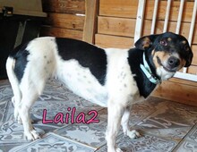 LAILA2, Hund, Mischlingshund in Griechenland