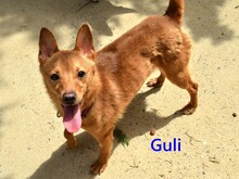 GULI, Hund, Mischlingshund in Spanien