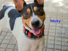 MICKY, Hund, Ratonero Bodeguero Andaluz in Spanien