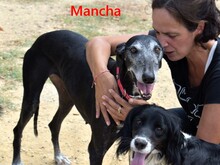 MANCHA, Hund, Galgo Español in Spanien