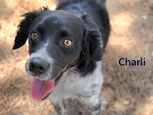 CHARLI, Hund, Epagneul Breton in Spanien