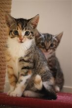 GEMMA, Katze, Europäisch Kurzhaar in Bramsche