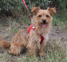 WHOOPI, Hund, Mischlingshund in Ungarn
