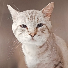 MALVAVISCO, Katze, Siam Mix in Spanien
