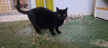 SIF, Katze, Hauskatze in Spanien