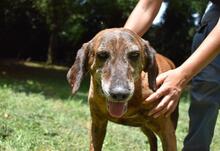 JIBRIL, Hund, Segugio Italiano in Italien