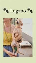 LUGANO, Hund, Galgo Español in Spanien