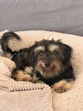 SCHNECKE, Hund, Mischlingshund in Essen