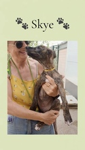 SKYE, Hund, Galgo Español in Spanien