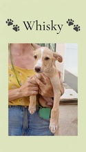 WHISKY, Hund, Galgo Español in Spanien