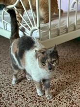 MULAN, Katze, Hauskatze in Spanien