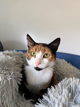 NEFERTARI, Katze, Hauskatze in Rumänien