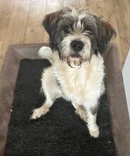 NOROCOS, Hund, Mischlingshund in Solingen