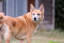 NUPSI, Hund, Mischlingshund in Stockhausen-Illfurth