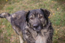 SHADOW, Hund, Deutscher Schäferhund-Mix in Kroatien