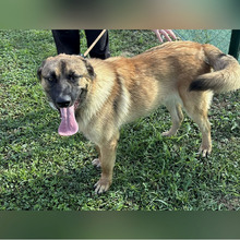 HARLEY, Hund, Mischlingshund in Kroatien