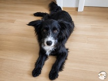 FILOU, Hund, Rauhaarpodengo Border Collie Mix in Viernheim