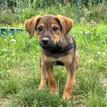 KYLIE, Hund, Mischlingshund in Rumänien