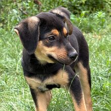 KENDALL, Hund, Mischlingshund in Rumänien