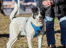 BIM, Hund, Mischlingshund in Russische Föderation