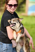 JULKA, Hund, Mischlingshund in Russische Föderation