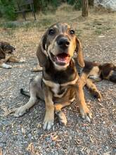 FRIDOLIN, Hund, Mischlingshund in Griechenland