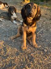 FIEDA, Hund, Mischlingshund in Eixen