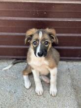 VALENTIN, Hund, Mischlingshund in Rumänien